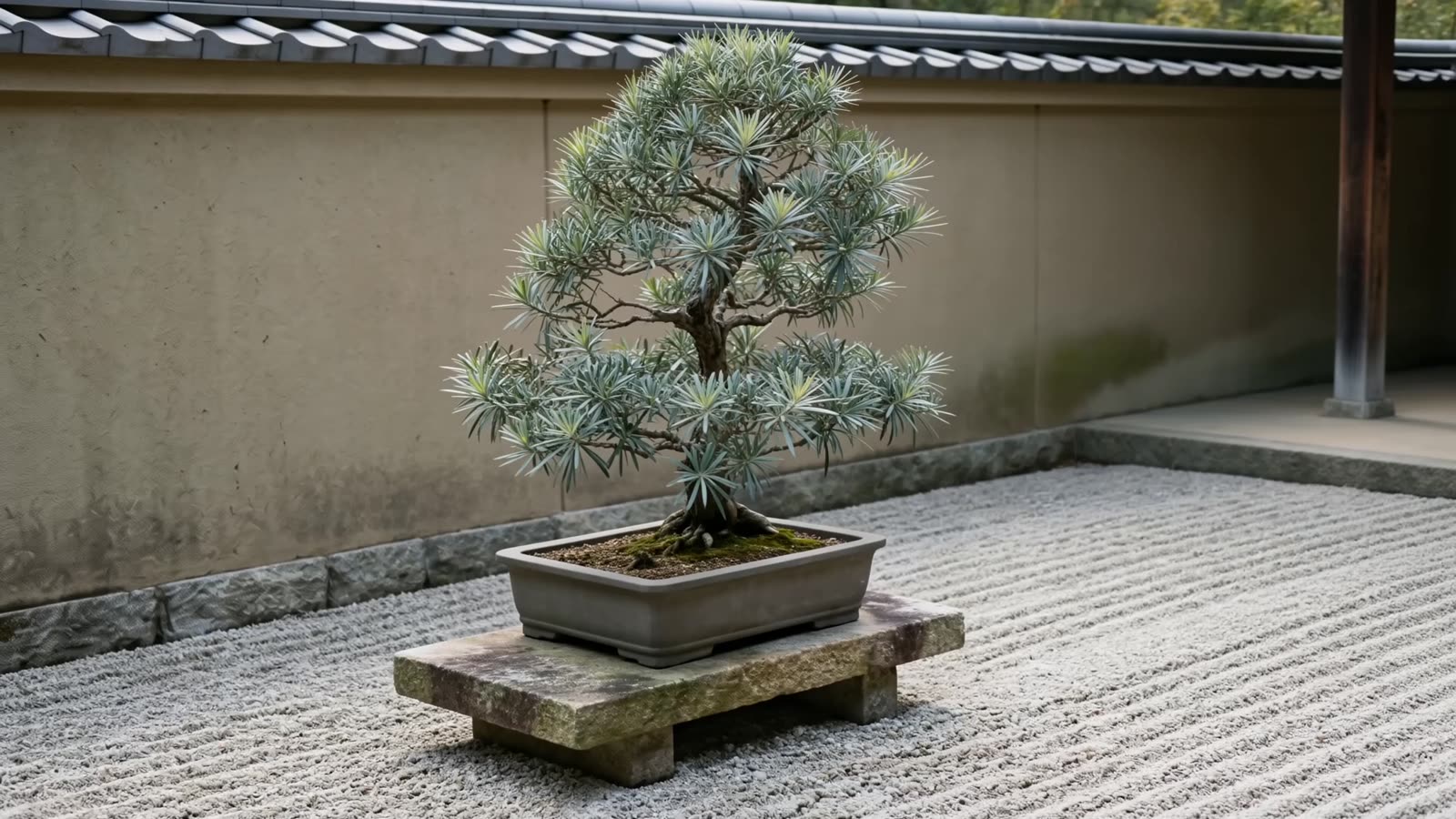 Bonsai Podocarpus elongatus 'Monmal' berdaun biru keperakan di atas plinth batu, di halaman kerikil yang digaru rapi.